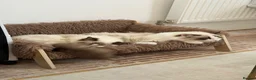 Ragdoll cats for sale: Ragdoll siblings to go to a home together.  - Advert 3