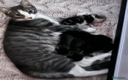 Mixed Breed cats for sale: Cute kittens looking for loving home  - Image 13