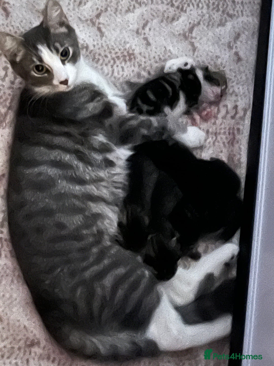 Mixed Breed cats for sale: Cute kittens looking for loving home  - Image 13