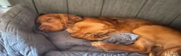 Cocker Spaniel dogs for sale: PADDY OUR MUCH-LOVED 6-YEAR-OLD COCKER SPANIEL - Advert 17