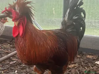 Mixed Breed birds Looking to Rehome Cockrel 1,5 years old Spalding - Advert 18