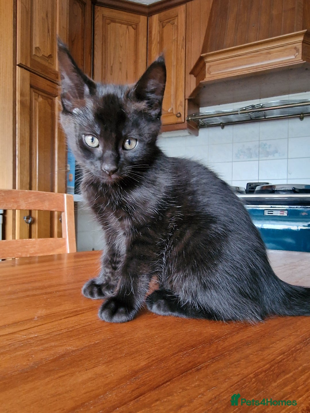 Maine Coon cats for sale: Gorgeous Maine Coon cross Bengal Kittens  - Image 18