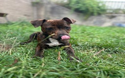 Mixed Breed dogs for sale: Jack Russell terrier x Staffy 1 year old  - Image 1
