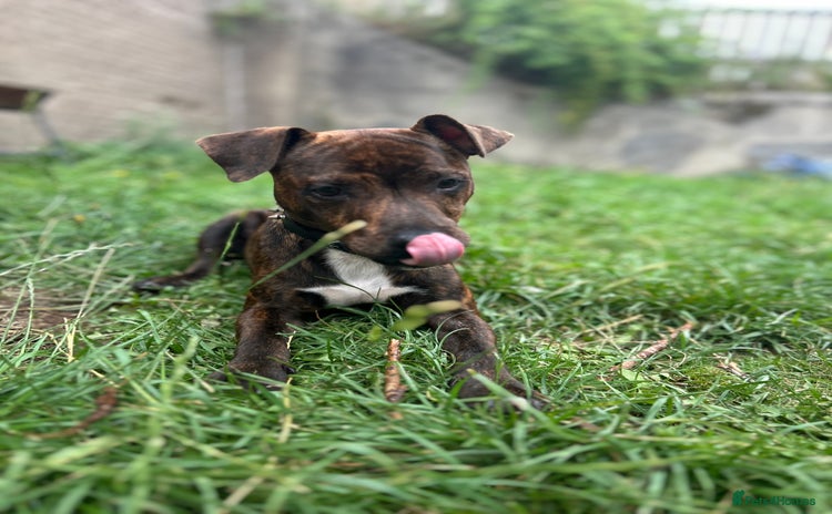 Mixed Breed dogs - Advert 1
