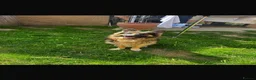 German Shepherd dogs for sale: German Shepherd – 2 Years Old – - Advert 3