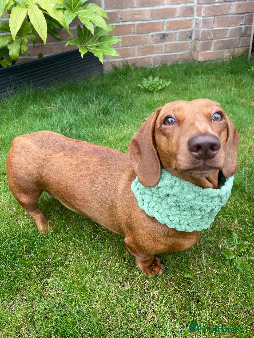 Miniature Dachshund dogs for sale: Almost ready to leave!Amazing Miniature Dachshunds in Doncaster - Image 21