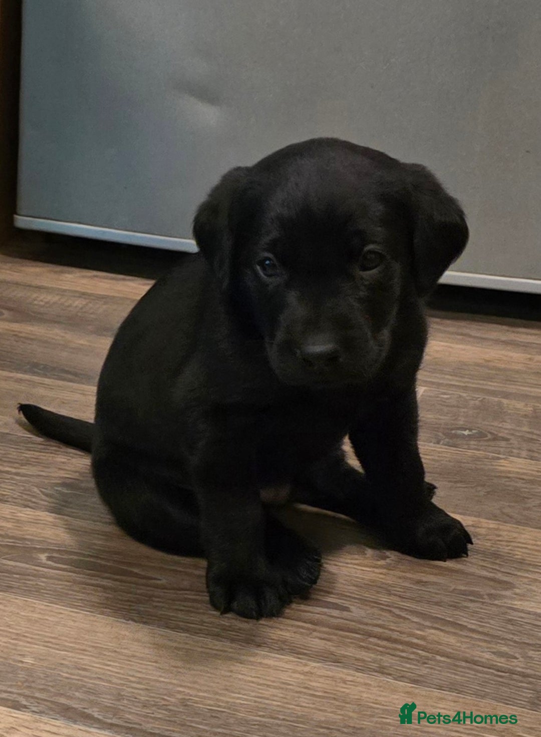 Labrador Retriever dogs for sale: KC Reg Fully Health Tested Black Labrador Puppies - Image 14