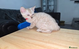 Bengal cats for sale: BLUE EYE SNOW BENGAL LYNC TICA ACTIVE - Image 20