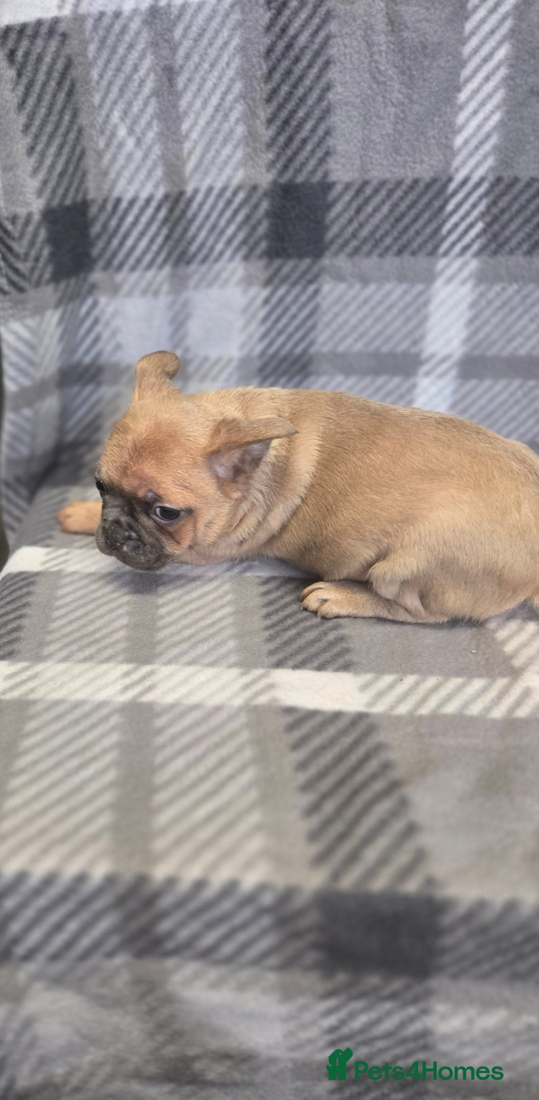 French Bulldog dogs for sale: French bulldog pups pink/fluffy READY NOW - Image 3