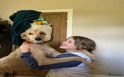 Mixed Breed dogs for sale: Rudy, 3 year old Saluki Greyhound - FREE  - Image 7