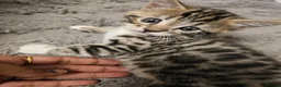 Bengal cats for sale: - Bengal Cross Kittens — Ready for New Homes in Chesham - Advert 3