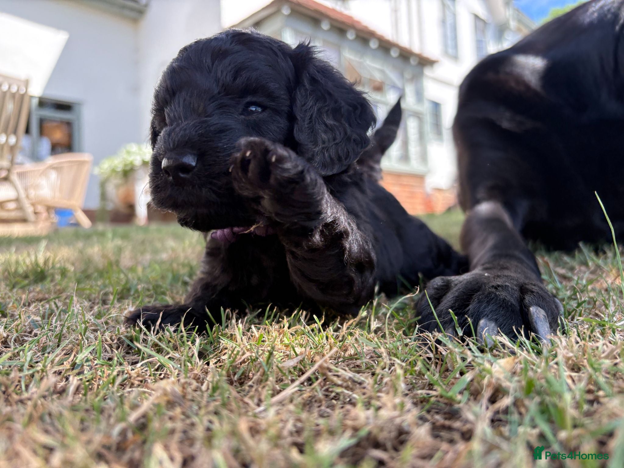 Mixed Breed dogs Delightful Schnockerpoo Puppies  - Advert 1