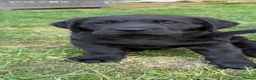 Labrador Retriever dogs for sale: Black KC registered labradors for sale  in Wellingborough - Advert 4