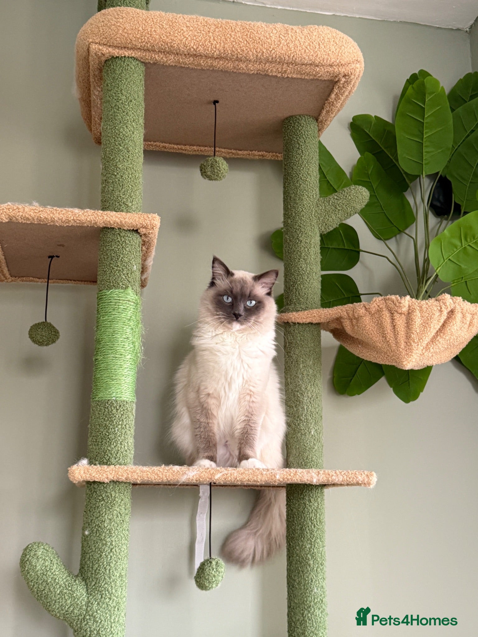 Ragdoll cats Male Ragdoll - Advert 7