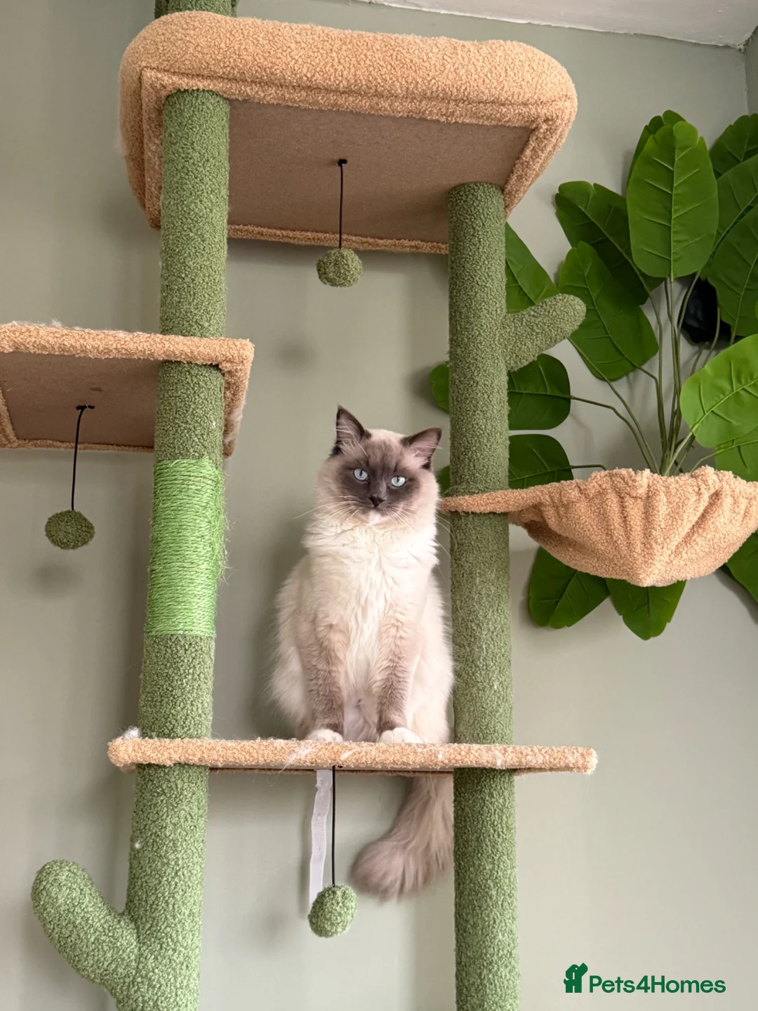 Ragdoll cats for sale: Male Ragdoll - Advert 1