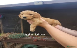 Labradoodle dogs for sale:  Apricot Doodle labradoodles - Image 31