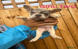 French Bulldog dogs for sale: French Bulldog Puppies - Image 5
