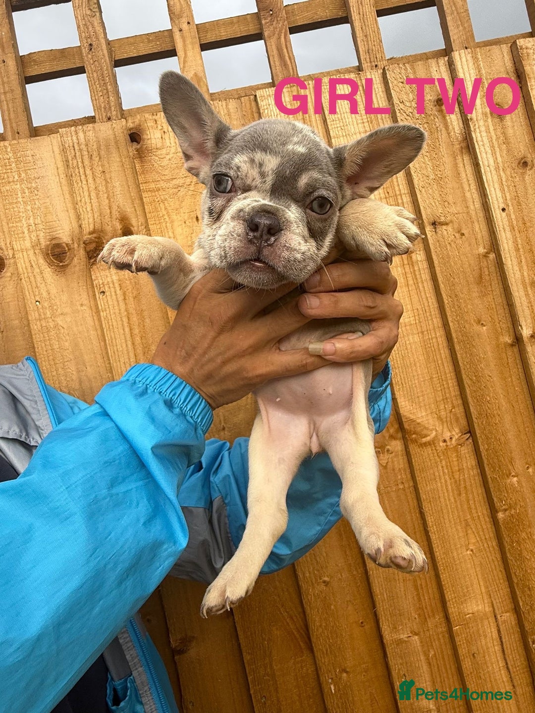 French Bulldog dogs for sale: French Bulldog Puppies - Image 5