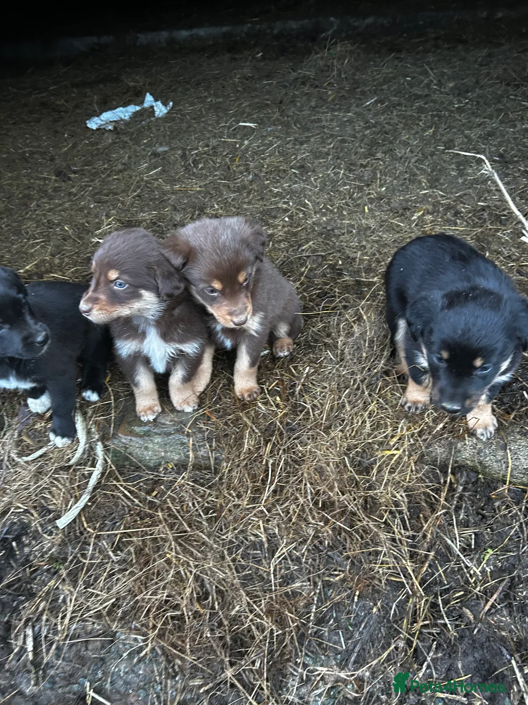 Mixed Breed dogs for sale: kelpie x collie  - Advert 3
