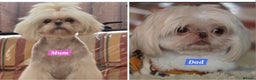 Shih Tzu dogs for sale: Gorgeous Imperial boy looking for his new family - Advert 3