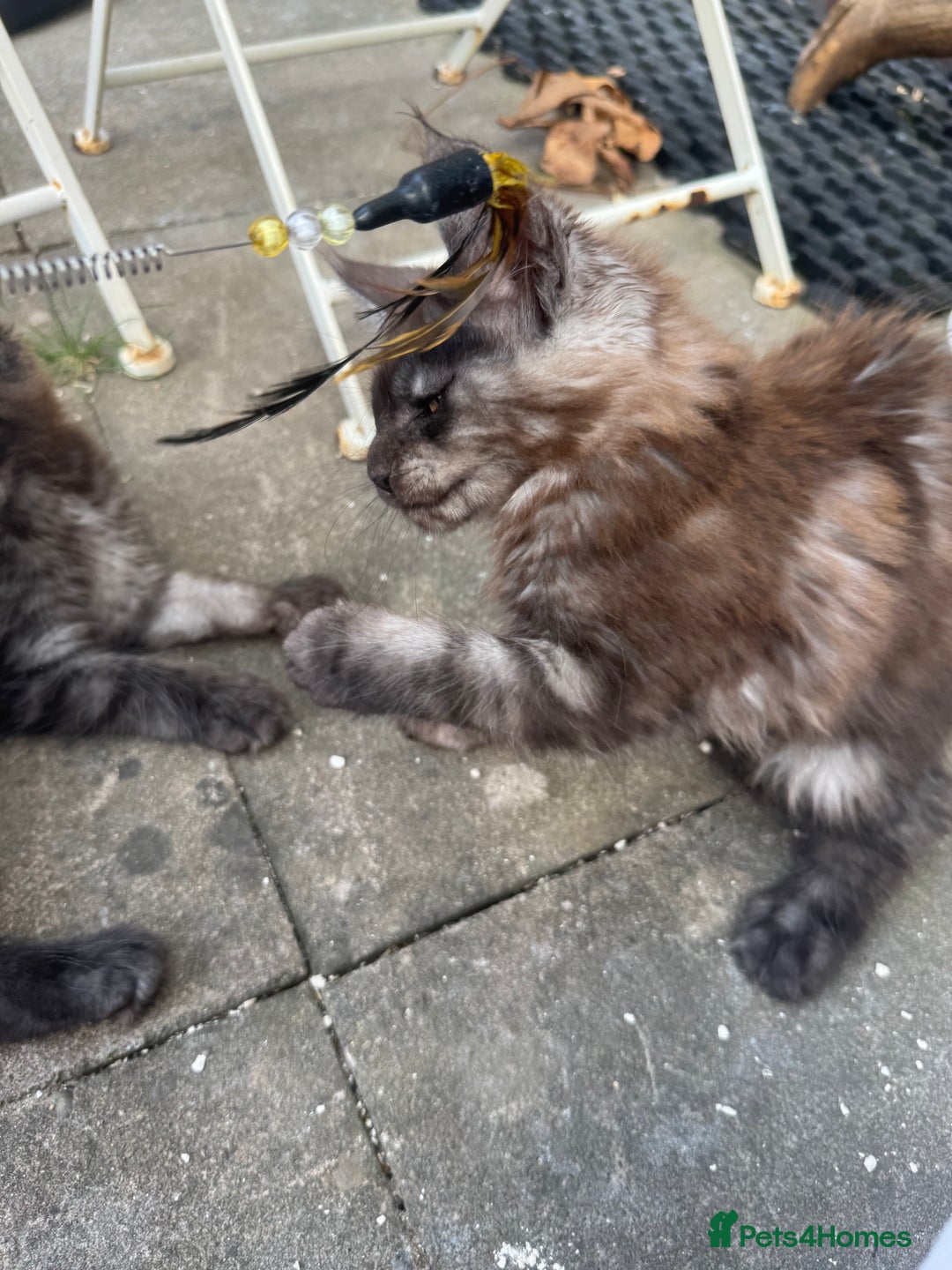 Maine Coon cats for sale: Stunning Black Smoke TiCA kittens  - Image 7