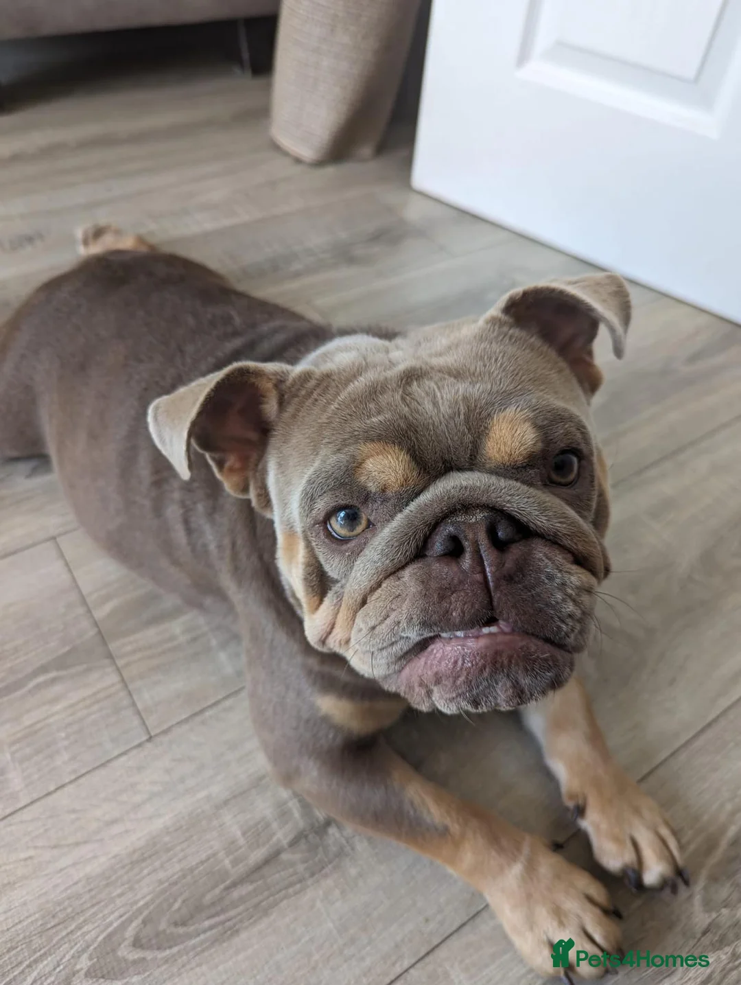 English Bulldog dogs for sale: Gorgeous 5 year old bull dog. - Advert 2