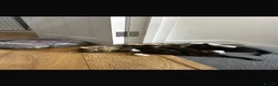 Mixed Breed cats for sale: 🐾 Adorable Mixed Breed Kittens – £100 Each 🐾  in Dagenham - Advert 5