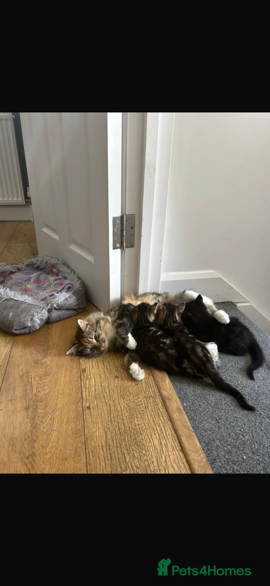 Mixed Breed cats for sale: 🐾 Adorable Mixed Breed Kittens – £100 Each 🐾  in Dagenham - Advert 5