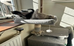 British Shorthair cats for sale: GCCF BSH Beautiful Kitten - 1 blue male  - Image 18