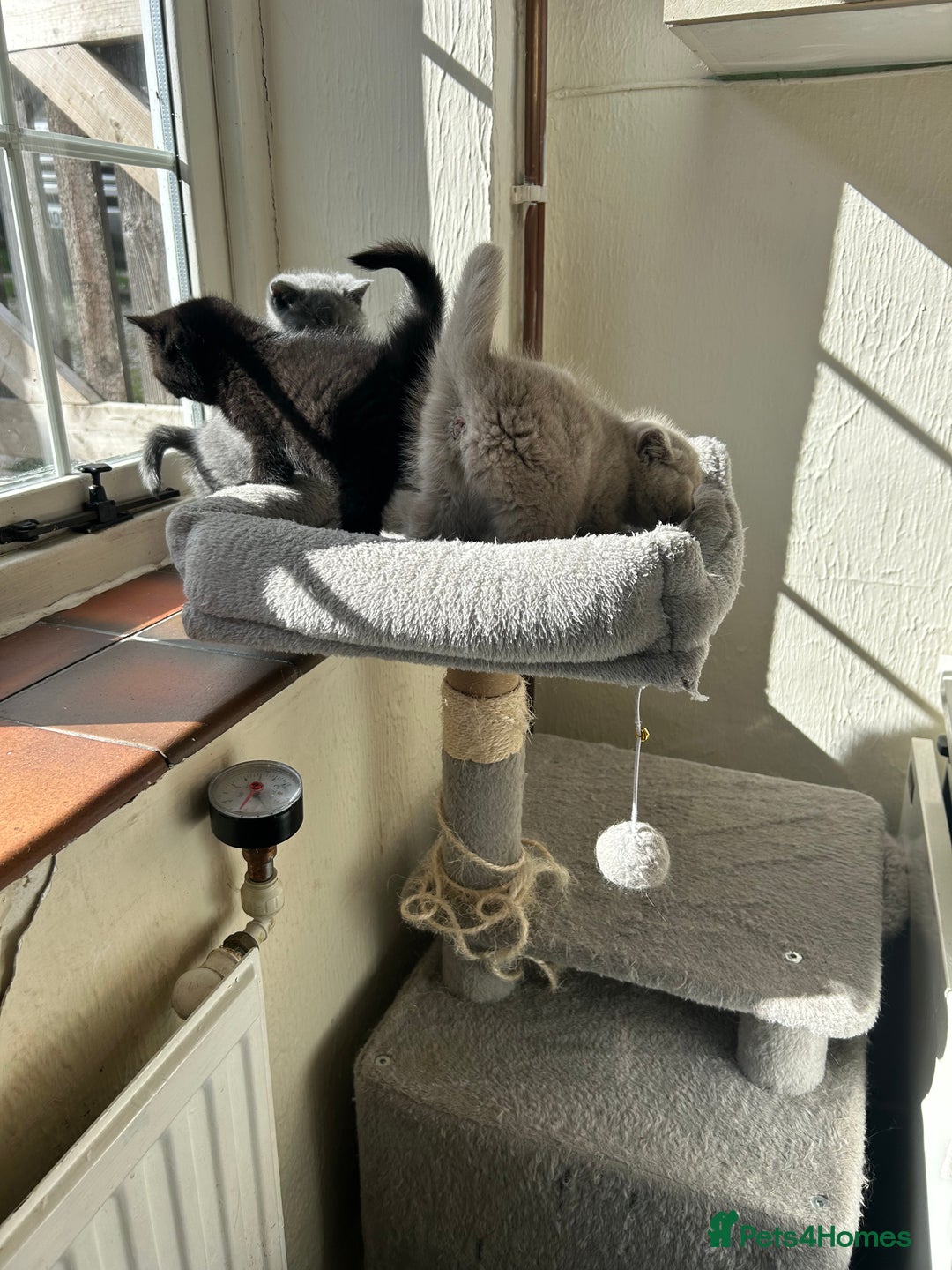 British Shorthair cats for sale: GCCF BSH Beautiful Kitten - 1 blue male  - Image 18