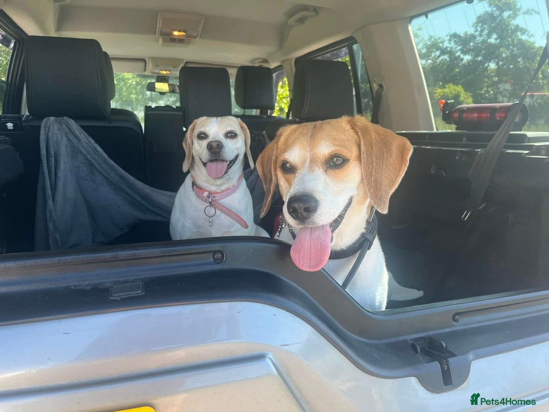 Beagle dogs for sale: Two beautiful beagles  - Advert 1