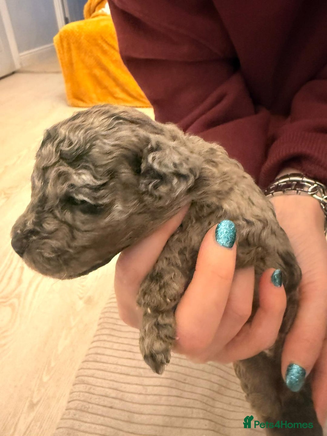 Cockapoo dogs for sale: F2 Cockapoo Puppies - Advert 3