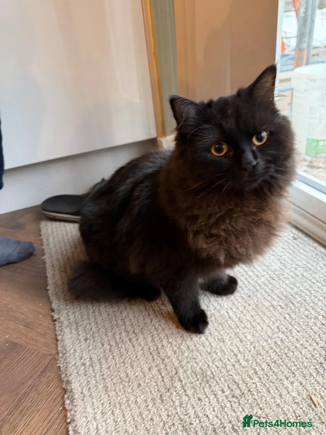 Mixed Breed cats for sale: male  - Advert 4