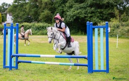 Welsh Section A horses for sale: Welsh Mountain pony x Arab - Image 2