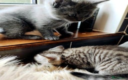 Scottish Fold cats for sale: ❤️Gorgeous Scottish Fold Straight ears kittens❤️ - Image 28