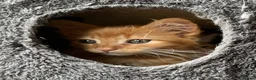 Mixed Breed cats for sale: 2 lovely raw fed kittens ready for a home in Doncaster - Advert 5