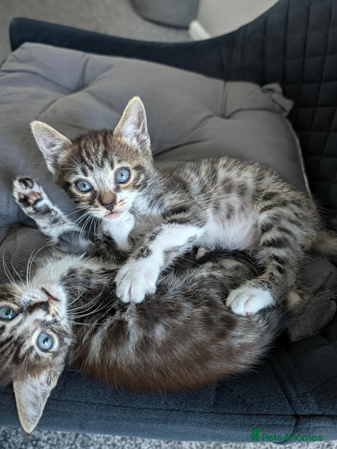 Bengal cats for sale: 2 x boy Bengal cross  - Advert 2
