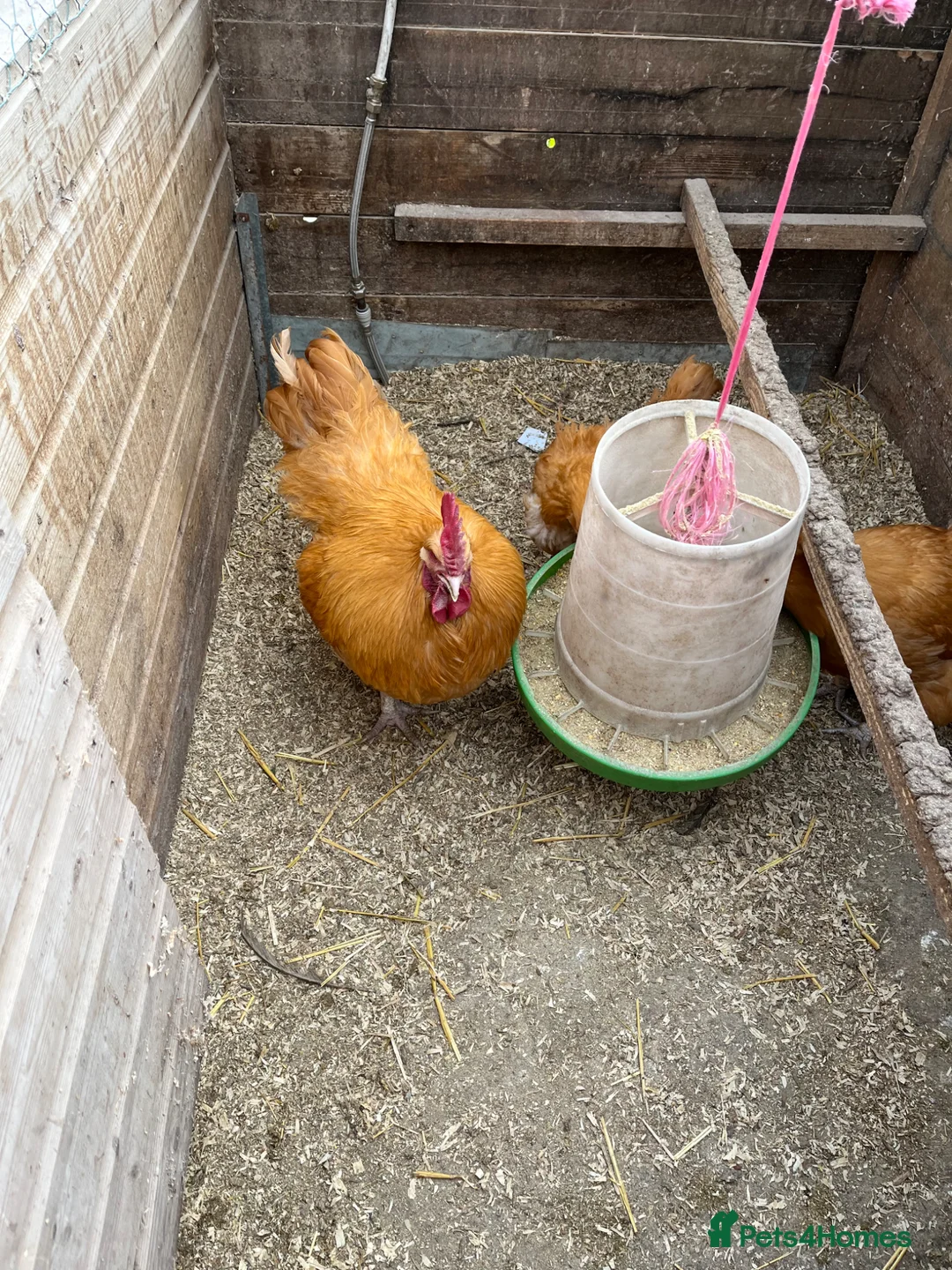 Chickens poultry for sale: Buff Orpington Hatching eggs  - Advert 2