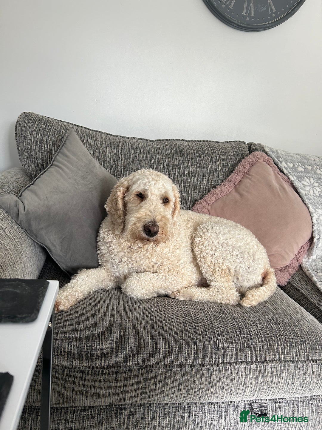 Cockapoo dogs for sale: Cockapoo - Image 5