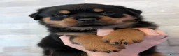 Rottweiler dogs for sale: Exceptional huge Rottweiler pups from amazing line - Advert 38