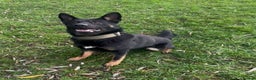 German Shepherd dogs for stud: Black & tan German Shepard for stud duties  - Advert 4