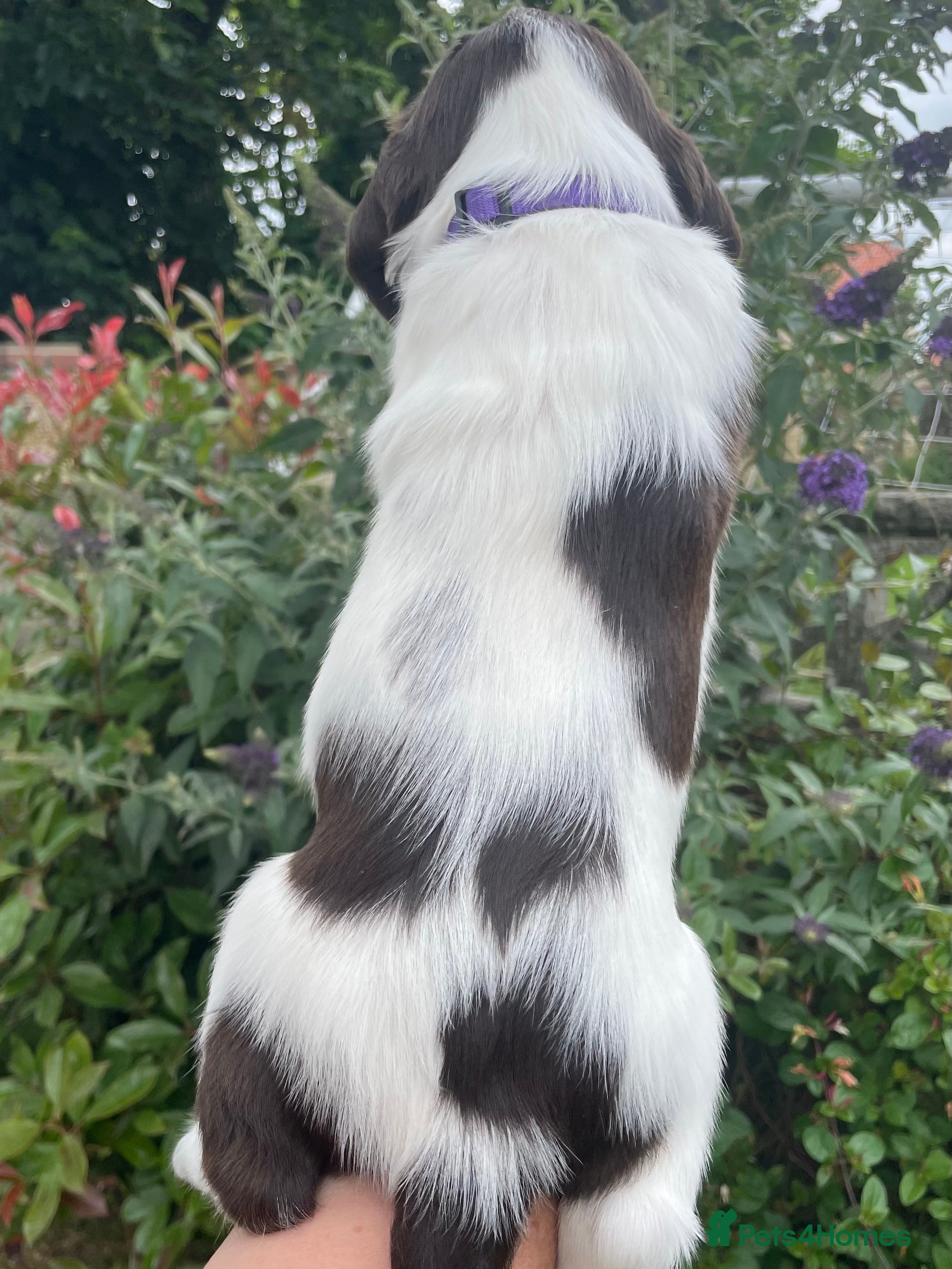 English Springer Spaniel dogs Quality KC registered ESS. Health screened. - Advert 2
