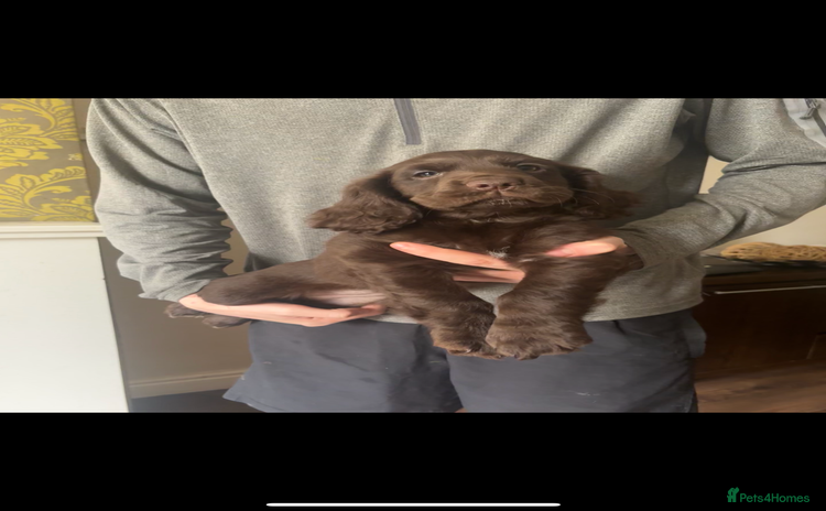 Cocker Spaniel dogs - Advert 10