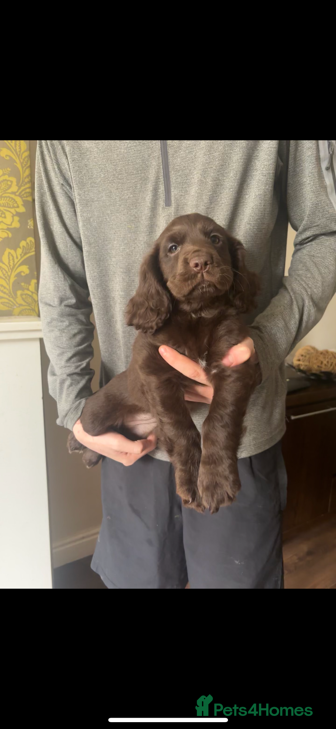 Cocker Spaniel dogs for sale: Stunning Health checked girl🩷ready to go now🐶 - Image 1