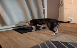 Staffordshire Bull Terrier dogs for sale: Female Staffordshire 4 years old  - Image 2