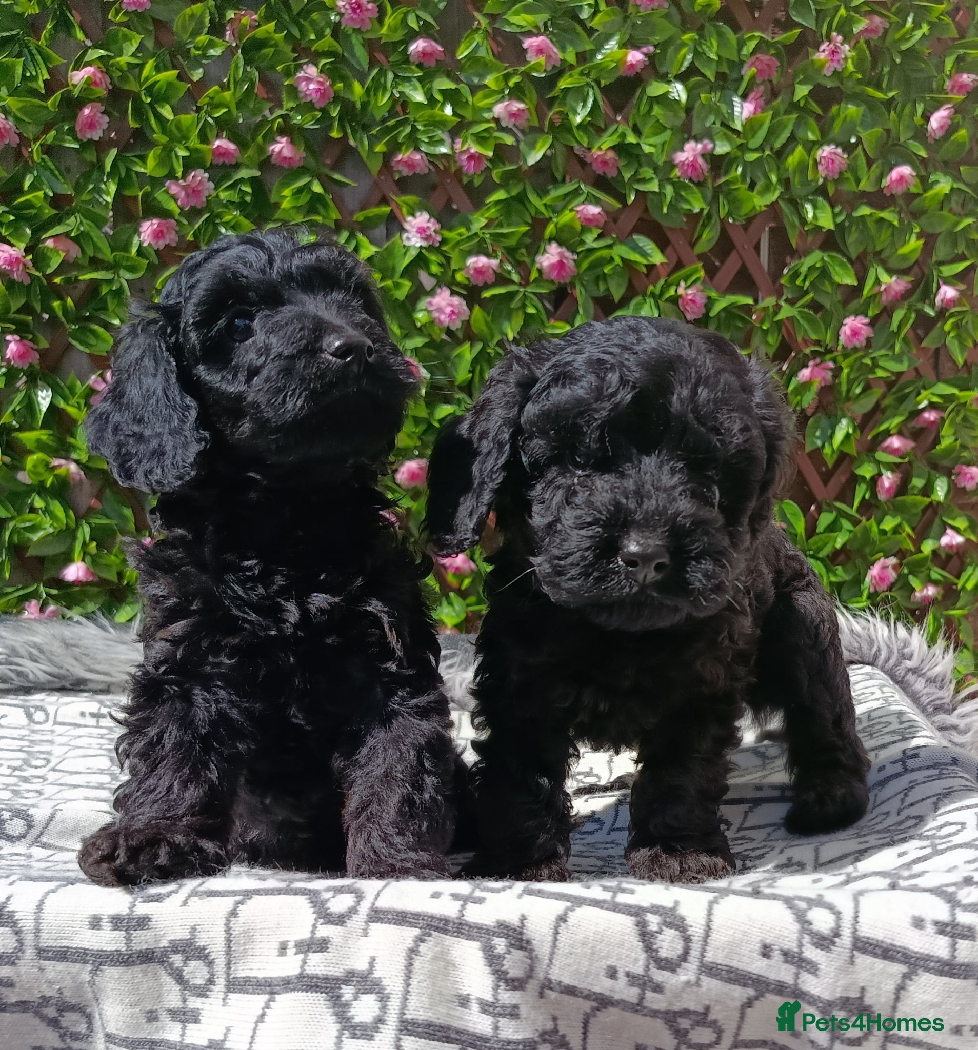 Cavapoo dogs for sale: FULLY VAX F1 CAVAPOO EXTENSIVELY H TESTED TOY SIZE - Advert 10