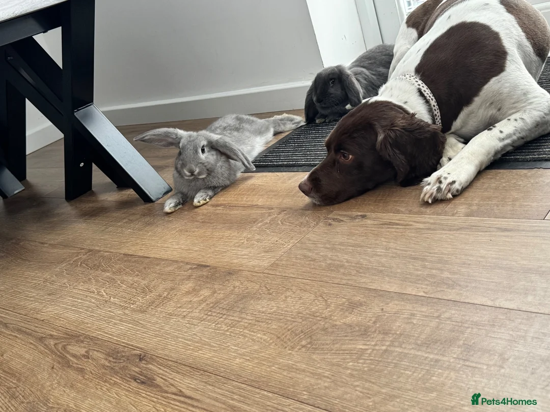 French Lop rabbits for sale: French lop bunnies grey £65 each black £20 - Advert 2