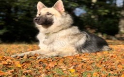 German Shepherd dogs for stud: silver sable, proven, health tested, kc reg. in Royston - Image 5