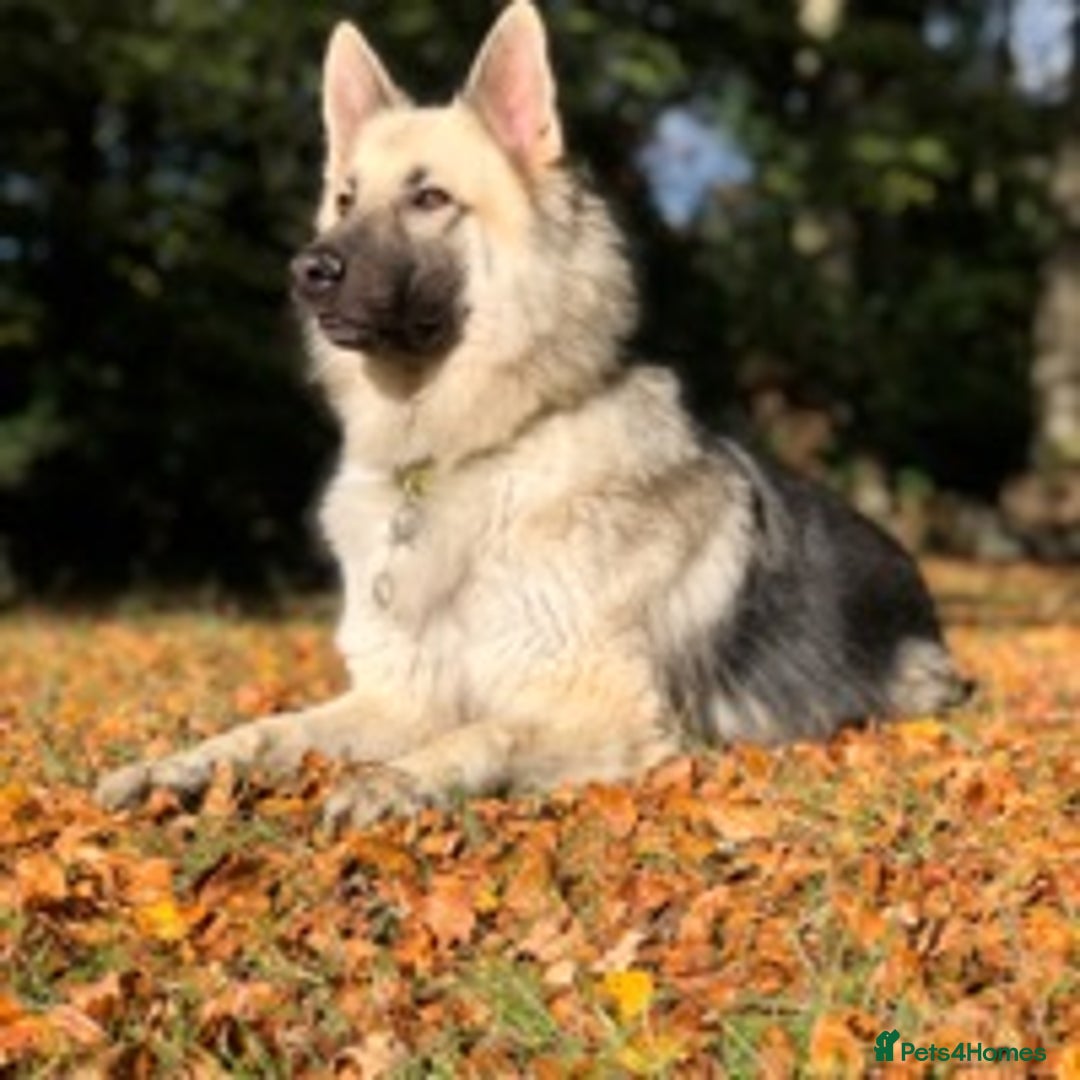 German Shepherd dogs for stud: silver sable, proven, health tested, kc reg. in Royston - Image 5