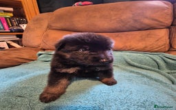 German Shepherd dogs for sale: KC German Shepherd Puppies Blue, White & Black/Tan - Image 39